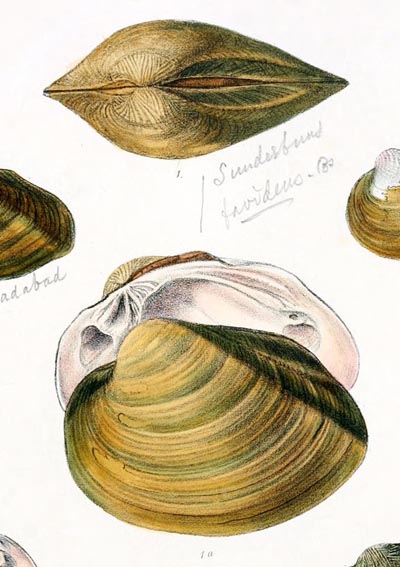 specimen image from publication