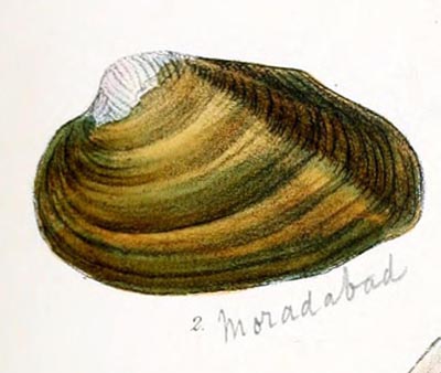 specimen image from publication