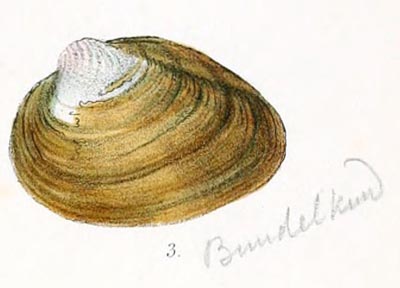 specimen image from publication