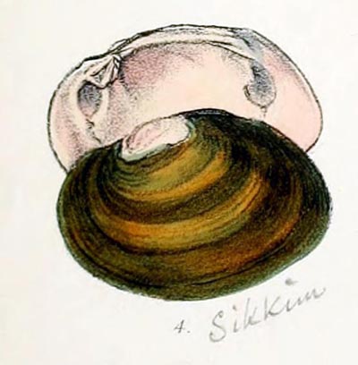 specimen image from publication