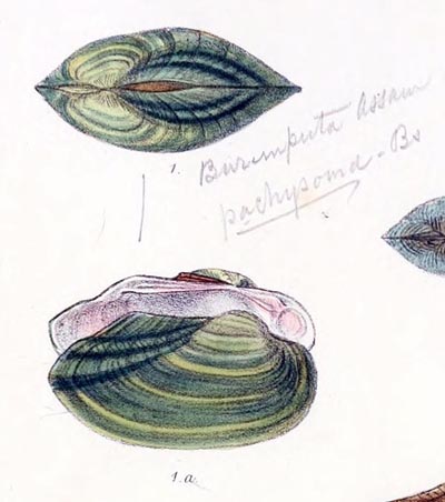 specimen image from publication