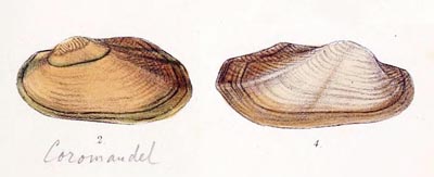 specimen image from publication
