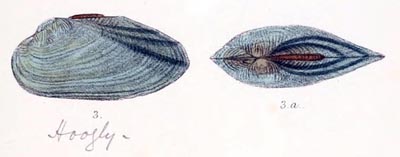 specimen image from publication
