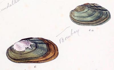 specimen image from publication