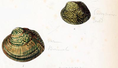 specimen image from publication