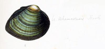 specimen image from publication