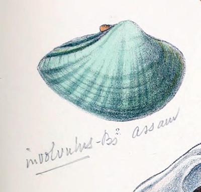 specimen image from publication