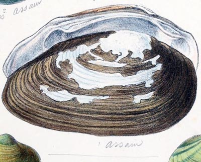 specimen image from publication