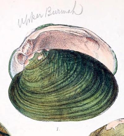 specimen image from publication