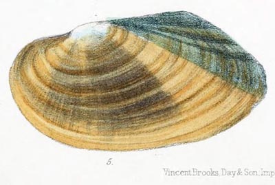 specimen image from publication