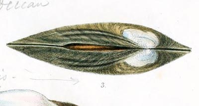 specimen image from publication