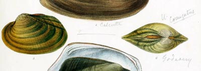 specimen image from publication