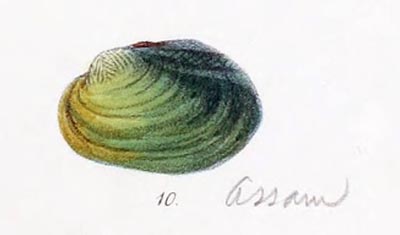 specimen image from publication