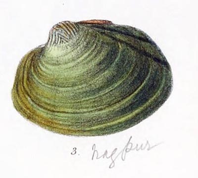 specimen image from publication