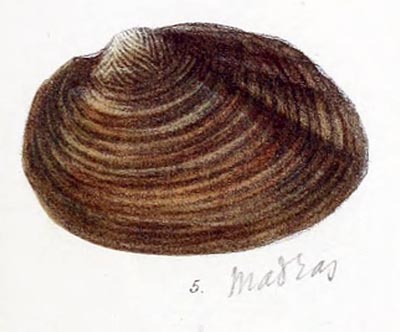 specimen image from publication