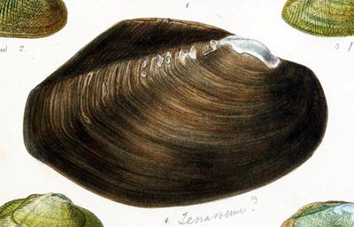 specimen image from publication