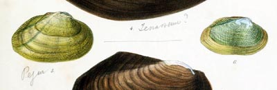 specimen image from publication