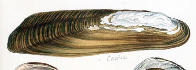 specimen image from publication