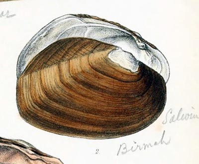 specimen image from publication