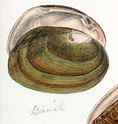 specimen image from publication