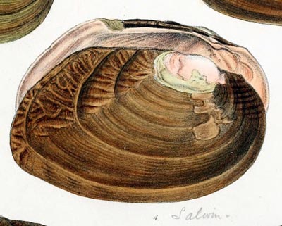 specimen image from publication