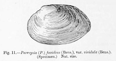 specimen image from publication