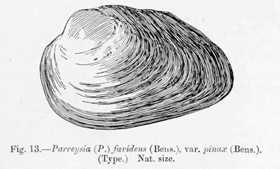 specimen image from publication