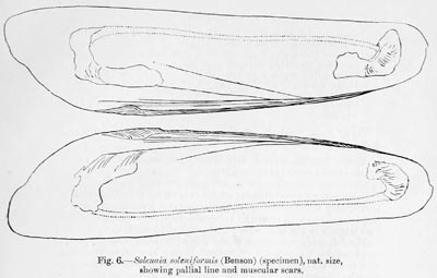 specimen image from publication