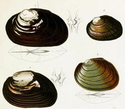 specimen image from publication