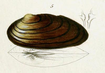 specimen image from publication