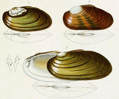 specimen image from publication