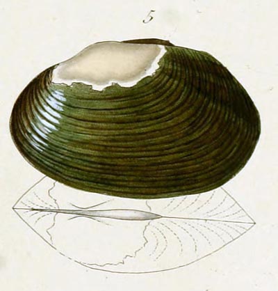 specimen image from publication