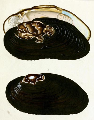 specimen image from publication