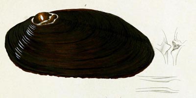 specimen image from publication
