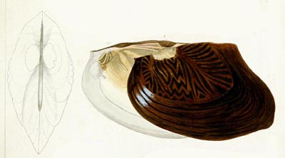 specimen image from publication