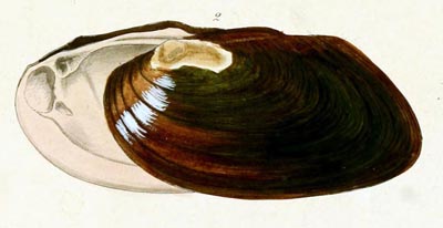 specimen image from publication