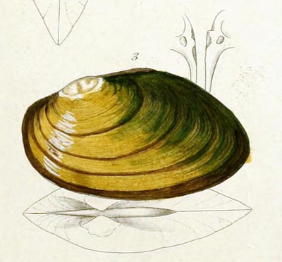 specimen image from publication