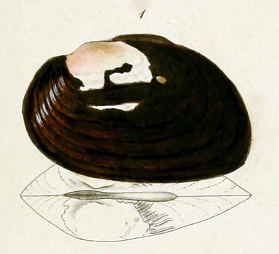 specimen image from publication