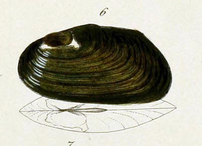 specimen image from publication
