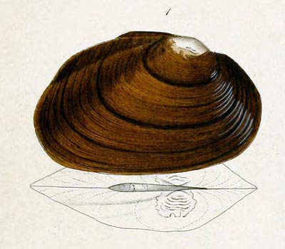 specimen image from publication