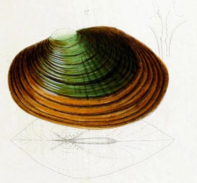 specimen image from publication