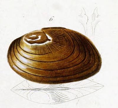 specimen image from publication