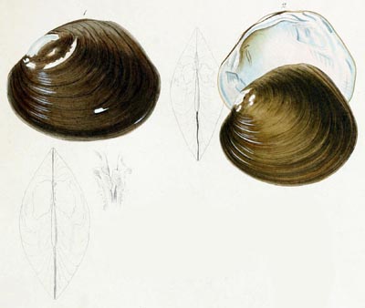 specimen image from publication