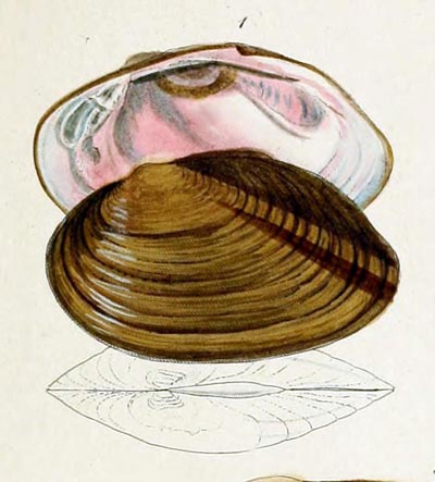 specimen image from publication