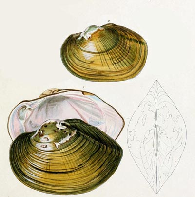 specimen image from publication