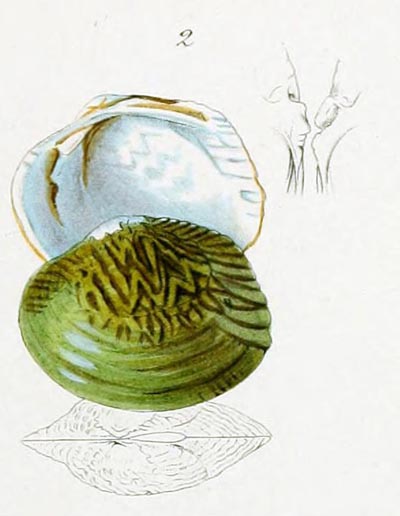 specimen image from publication