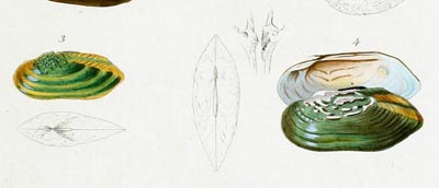 specimen image from publication