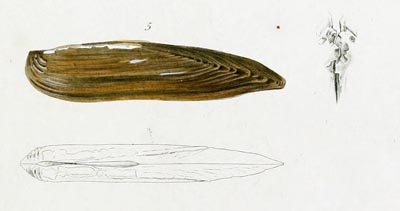 specimen image from publication