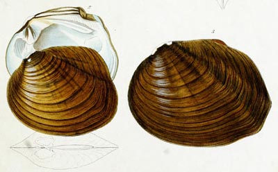 specimen image from publication