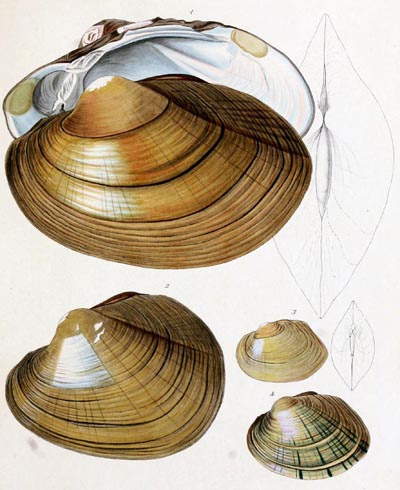 specimen image from publication